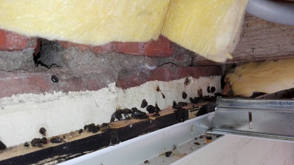 Muizen in Plafond: Voorkom en Bestrijd Muizenoverlast